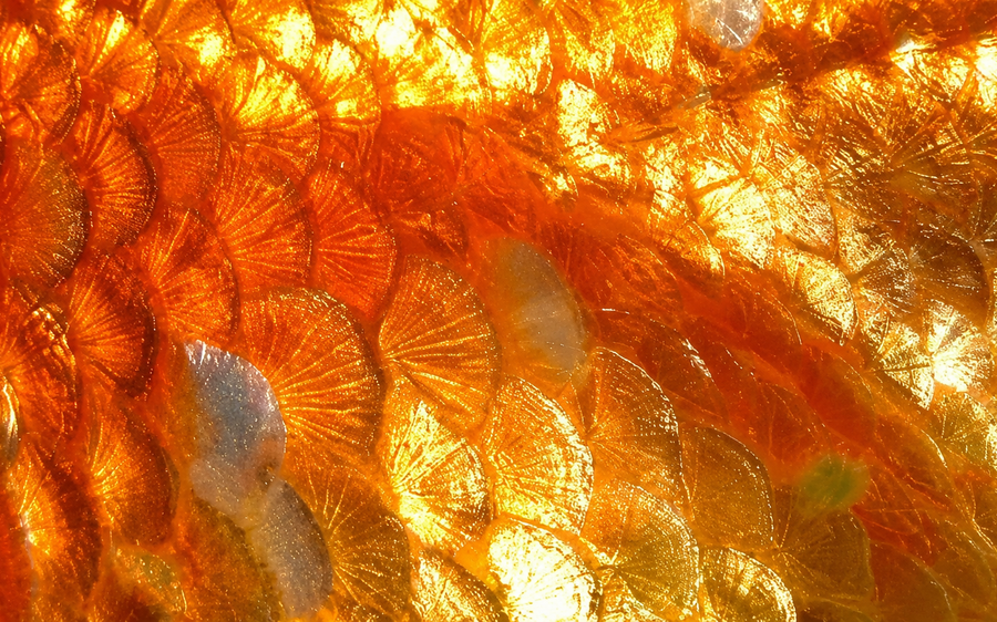 Alimentos con colágeno y vitamina C